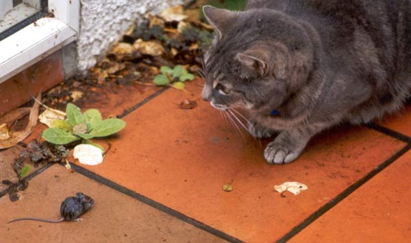  Stumpy the cat and an unfortunate mouse 