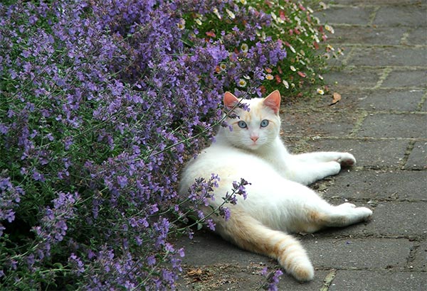  Snoozing on the house path. 