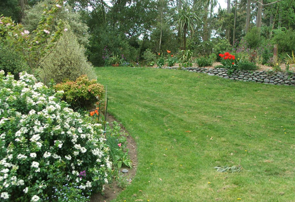  Springtime, with the Choisya in flower on the left. 