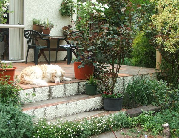  Rusty the dog is waiting for some spring gardening action. 