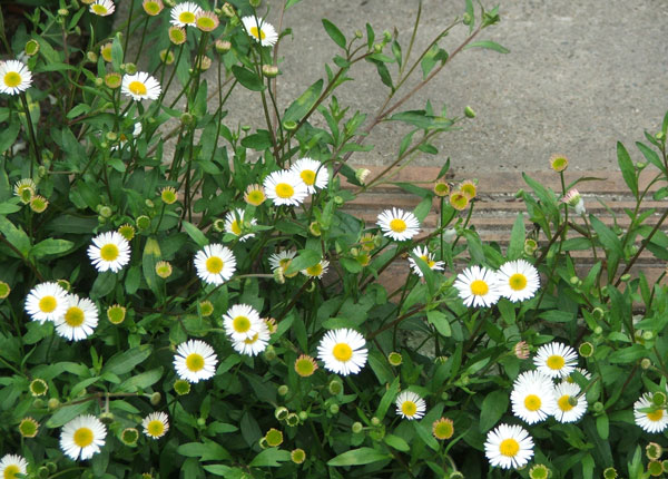  A very pretty, easy to grow perennial. 