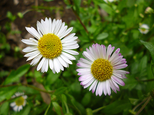  Tiny white flowers tinged with pink. 