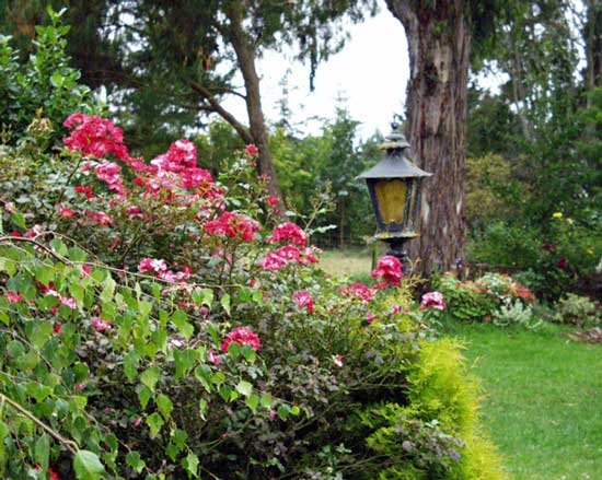 I should grow more conifers in the garden I should grow more conifers in the garden