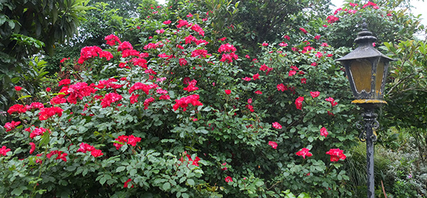  In front of the big red bush rose. 