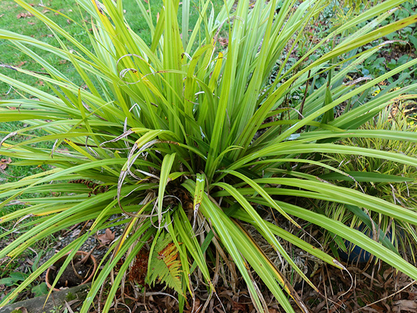  In a pot on the house decking. 