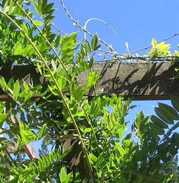  Growing up the house pergola. 