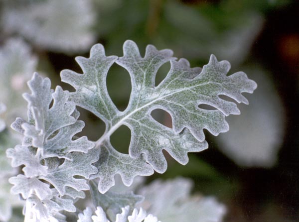 cineraria are easy to grow from seed cineraria are easy to grow from seed