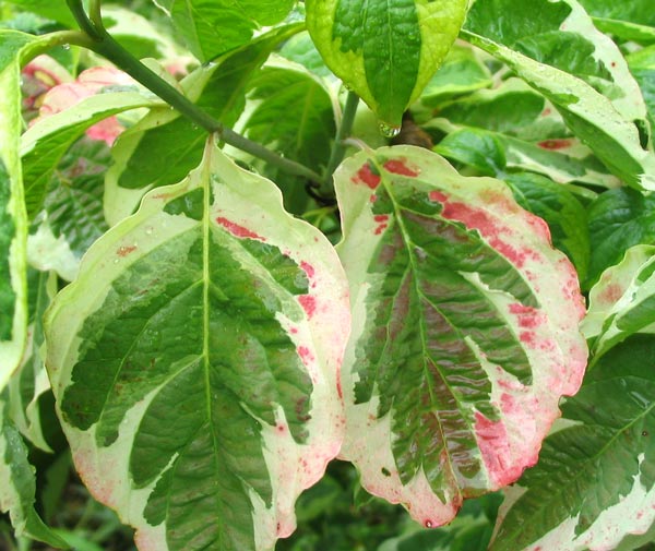 Dogwood+tree+tattoo+meaning