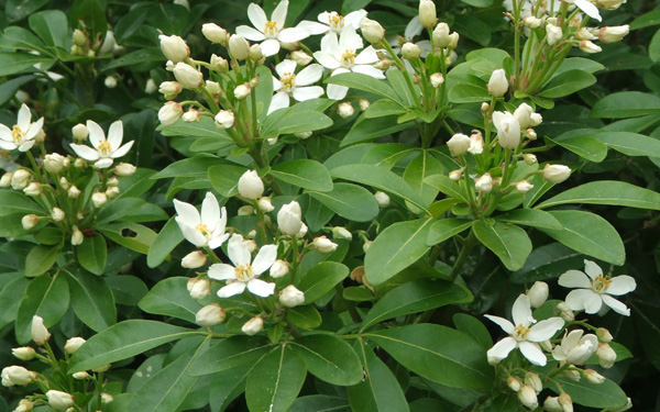  Flowering in the middle of spring. 