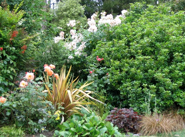  The texture contrasts are really appealing in this garden area. 