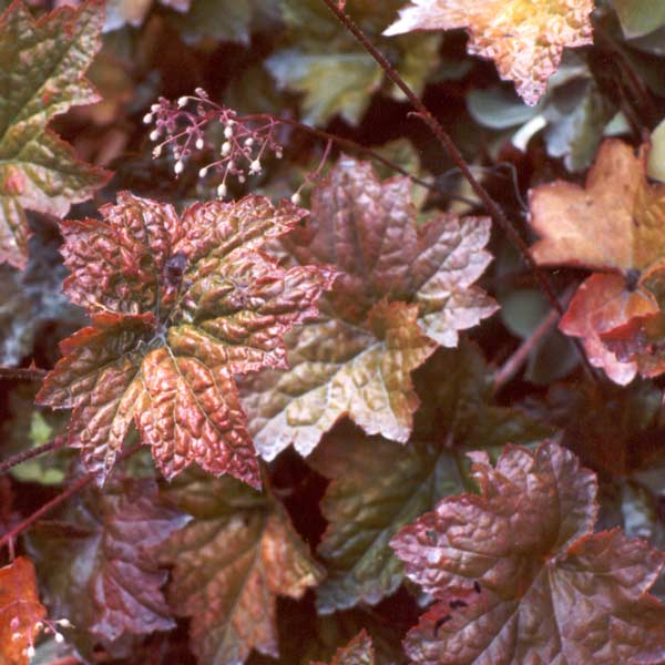  Heuchera has fabulous foliage 