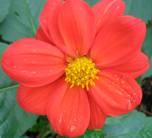 The island bed is full of these red dahlias. 