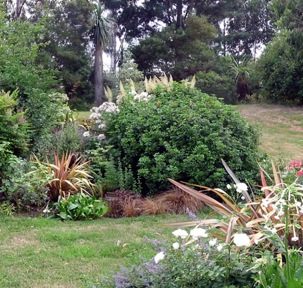  The Choisya shrub is about due for an extreme trim. 