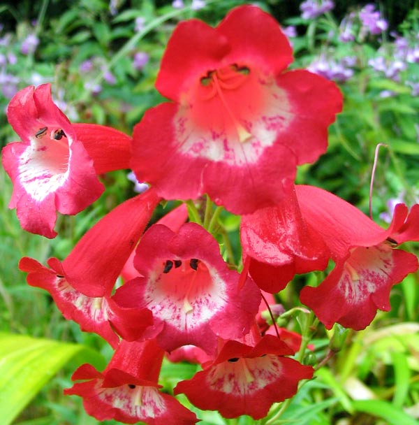 flowers images. of red flowers in the back