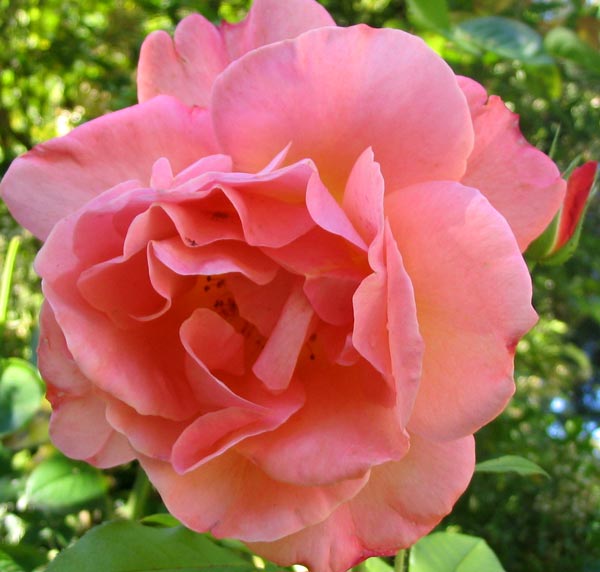 Westerland Rose Flower