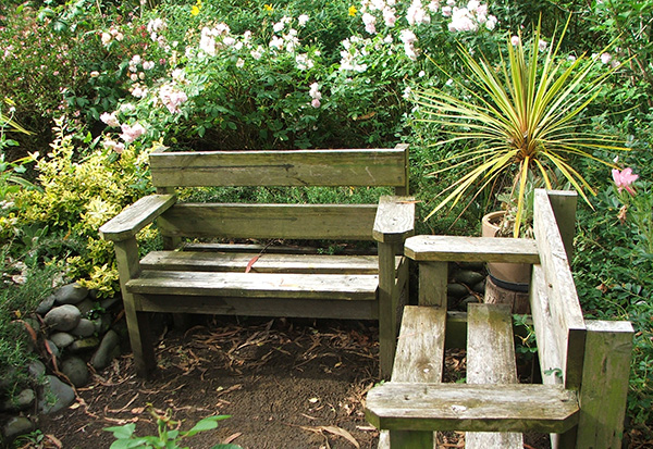  Rustic seats, pink roses, and a variegated Cordyline in a pot. 