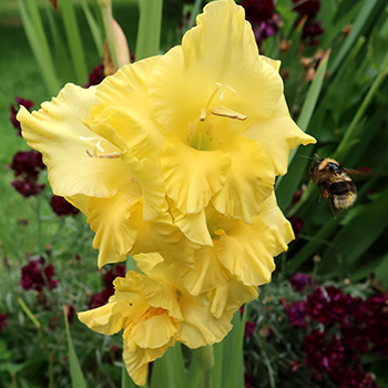  On a gladioli flower. 