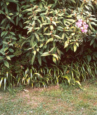  This viburnum is a fast growing shrub. 