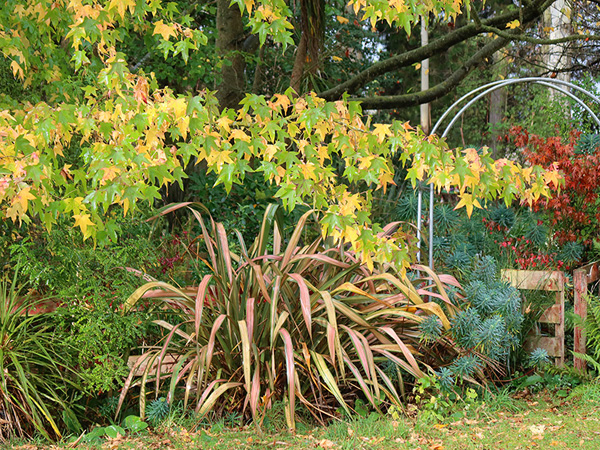 Liquidamber tree, a Jeter Phormium, Euphorbias. Liquidamber tree, a Jeter Phormium, Euphorbias.