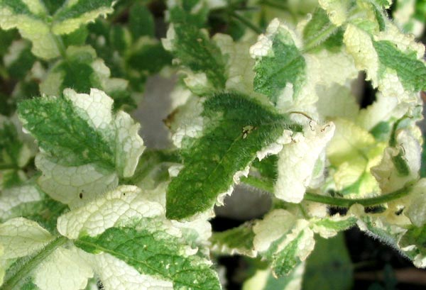  Trust me - this is not an over-invasive mint!  