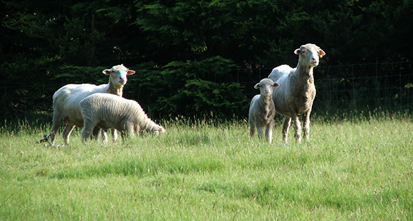  The blue on their noses is a lice treatment. 