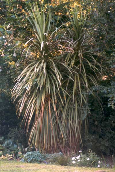  The first cordyline I ever planted in the garden. 