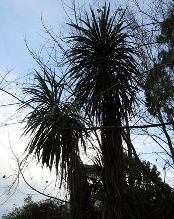  A distinctively New Zealand look. 