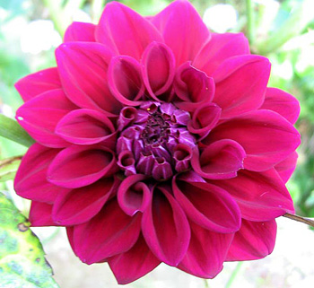  This cerise dahlia grows underneath my Graham Thomas roses. 