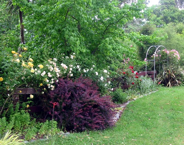  The fence has helped a lot to prop up the roses. 