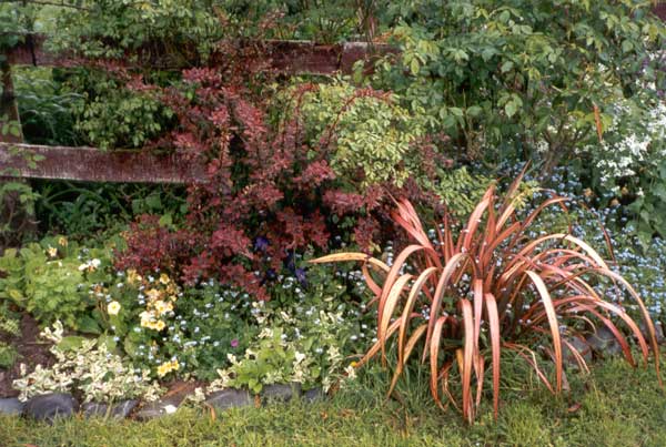  Small red flaxes are a repeating motif in the Moosey garden symphony. 