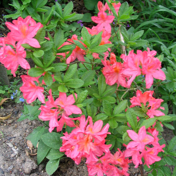  Deciduous azaleas are beautiful late spring shrubs. 