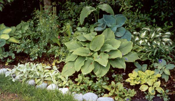 hosta garden design on Mixed Hostas In The Hosta Garden   2000