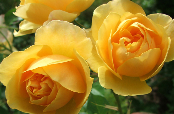 yellow roses pictures. Yellow Graham Thomas Roses