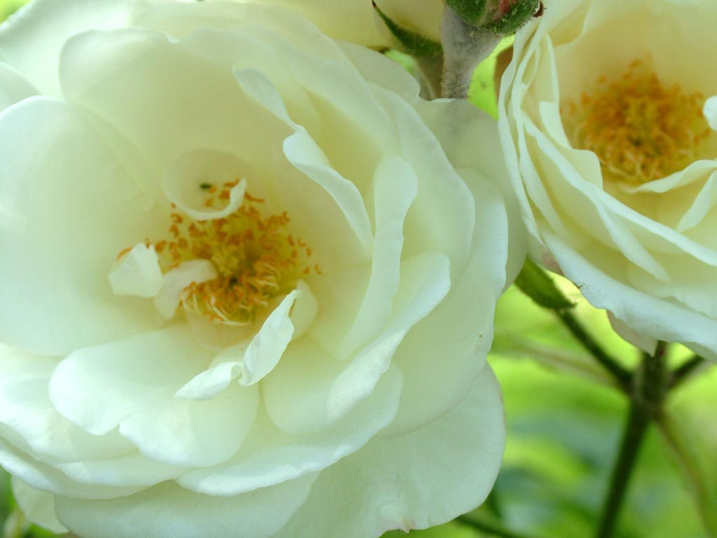 white roses