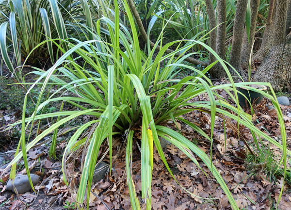  In Middle Garden. 
