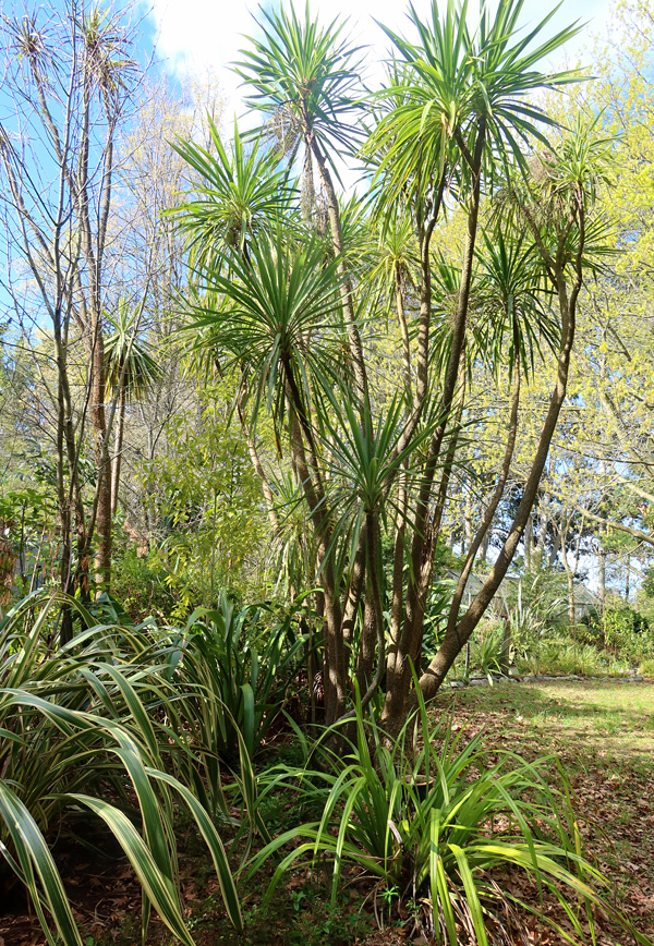  After twenty five years growth, In Middle Garden. 