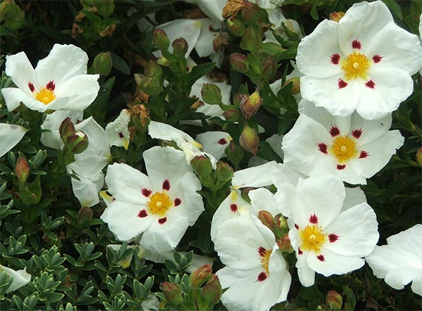  These shrubs are short lived, and the Cistus never likes beng pruned. 