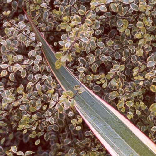  beautiful variegations 