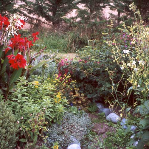 The path was completely blocked with Nicotiana Sylvestris. The path was completely blocked with Nicotiana Sylvestris.