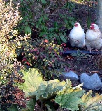  One hen is standing on the black irrigation pipe. 