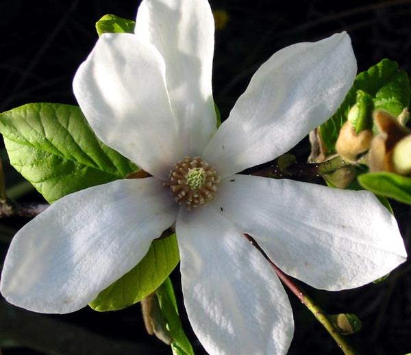 magnolia tree blossom. magnolia tree flower.