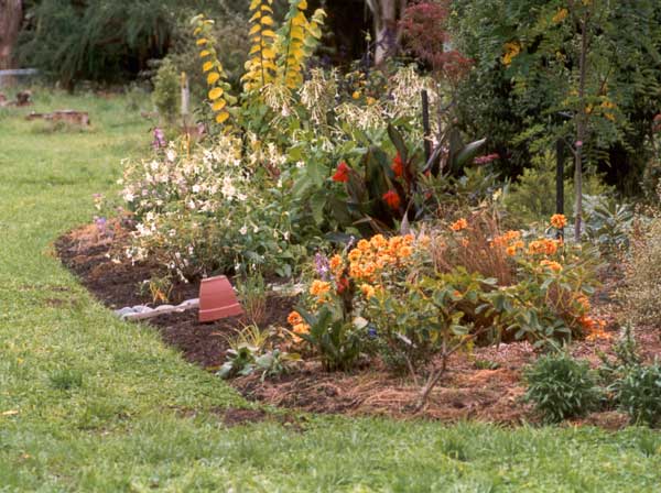  The orange dahlia is just one plant. 