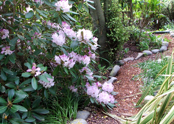  Wiggling past the rhododendrons and the Golden Hop... 