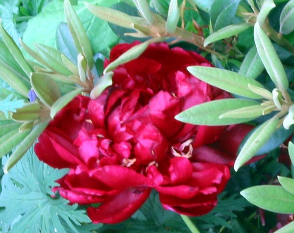  With a neighbouring rhododendron. 