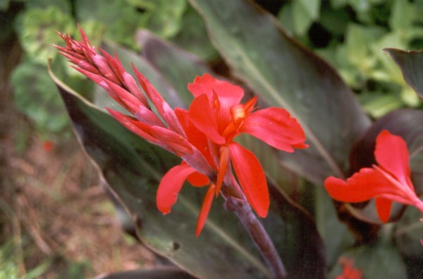 I cover the canna with pea-straw in winter, just in case the frost gets it. I cover the canna with pea-straw in winter, just in case the frost gets it.