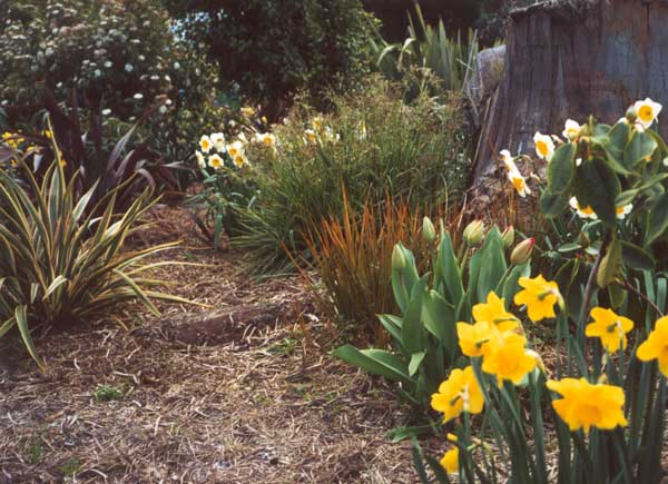  tulips and daffodils 