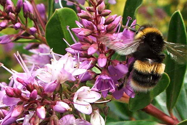  A very happy bee! 