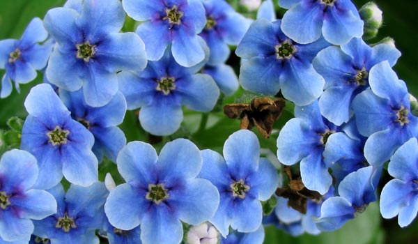 blue flowers. Blue and white flowers.