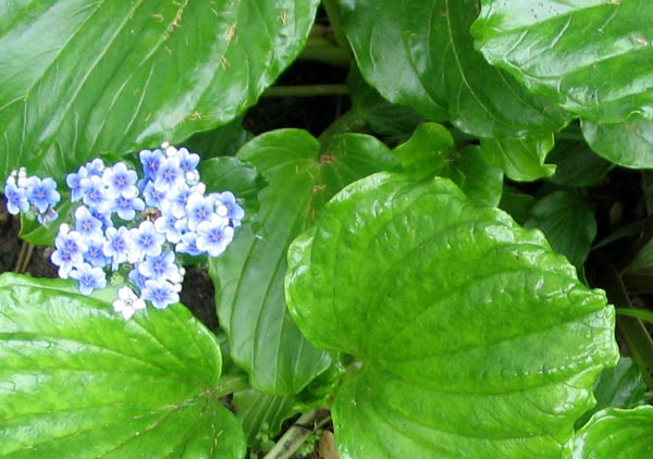  Shiny green foliage. 