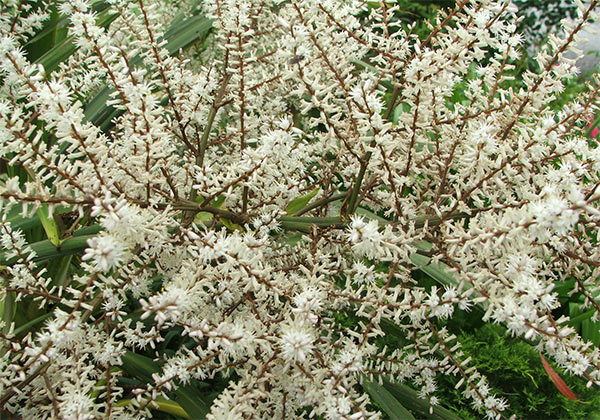  This is the plain old green variety. The complete flower is huge - as big as a bedroom pillow. 